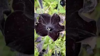 Black Pansies: The Perfect Goth Halloween Flowers Short 🖤 #Shorts #BlackPansy #HalloweenFlowers