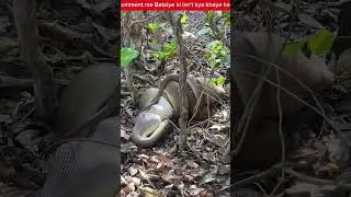 Man vs Wild in Hindi || Man vs Wild Latest Episode in Hindi || Man vs Wild With Bear Grylls || HD