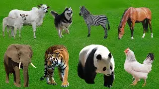 Real Animal Sounds from the Jungle and Farm = Dolphin, Wolf,  Elephant, Tiger, Cow_Animal Sounds 