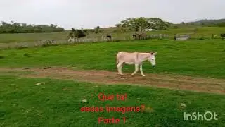 Que tal essas imagens, parte 1 @SivaldoPires-r5r 