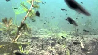 totally tadpole!