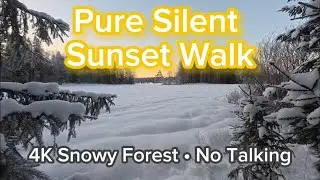 Pure Silent Snowy Forest Walk at Sunset 4K | No Talking, No Music