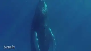 Humpback whale taking a nap up right, Turks and Caicos