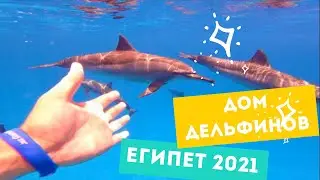ДЕЛЬФИНИЙ РИФ - МОЯ МЕЧТА СБЫЛАСЬ! Плаваю с дельфинами в Марса Алам. ЕГИПЕТ