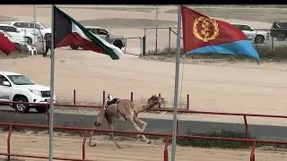 سباق الهجن ( الجمال ) الكويت