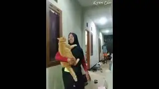 Kucing Oyen Dijemput Emak Pas Lagi Nongkrong #kucingoyen #kucing #catlover