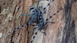 Pair of rosalia longicorns mating and laying eggs on a beech tree, Germany