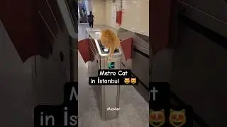 Metro Cat in İstanbul / Turkey is a paradise for cats. #turkishcat #straycatsturkey #cat