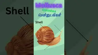 Mollusca  | Mollusca World | Diverse and Amazing Creatures | Wonders |  Inside Mollusca Phylum