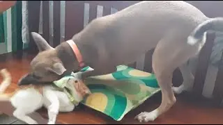 Cayenne & Ginger: Inagawan ng higaan!
