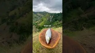 Masak Ikan Cara Alami 🏕️💦🔥🇮🇩🏔️🪵 #cooking #campfire #asmr #masak