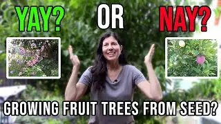Growing Fruit Trees From Seed - Yay or Nay?