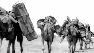 Video Preview Camels in the Aussie outback
