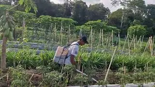 AMAZING TECHNIQUE! HOW FARMERS USE LIQUID FERTILIZER TO BOOST CURLY CHILI YIELD -Agriculture Farming