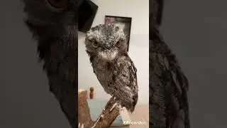 Meet Hedwick