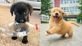 Top & Best Funny Cute Dogs  Video Compilation # 2 - Ras Animals