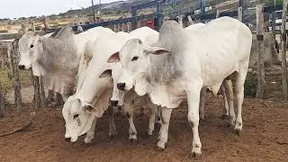 FEIRA DO GADO EM CRUZES-PE  02-02-2026 #nordeste