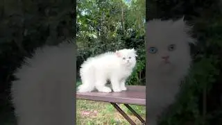 Blue eyes Kitty 💞 | Persian cats for life | Persian cat | Cats for life | Persian cats for sale