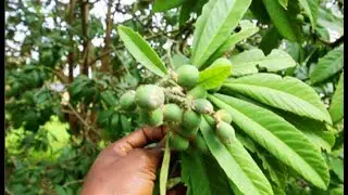🔴🆕All The Loquat Plum Trees Your Shovel Can Dig for FREE Here's How!!!