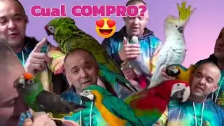 QUE LORO COMPRAR