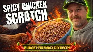 DIY Spicy Chicken Scratch (Natural Dewormer & More Eggs?)