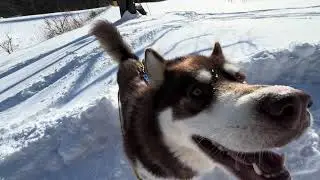 Hunting Mice & Skiing With My Huge Happy Dog 4K 🐾❄️#husky #malamute #snow #nature #outdoors