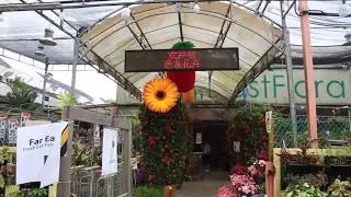 Far East Flora's Auspicious CNY Plants