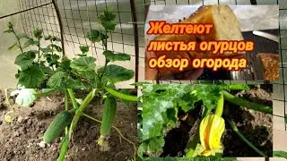 Опора для огурцов, желтеют листья, обзор огорода, еда дачная..