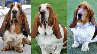 Basset hound | Funny and Cute dog video compilation in 2025