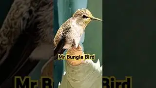 ❤️Chirpy Vids: Mr Bungle Bird MGBB 🍋'#lemonjoe