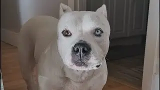 For pit bull awareness month