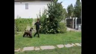 Howk Le Hardy Du Troisi&egrave;me Jour