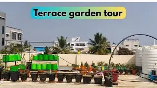 Terrace Garden Tour in India | Sabzi, Flowers & Fruits Ek Saath