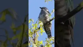 Shining Cuckoo Bird Call  #birds #birdcall #birdsounds