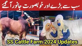 SS Cattle Farm 2024 Heavy bull and Cow Collection | Super Highway Cow Mandi Update