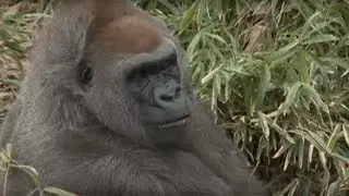 Cross River Gorilla