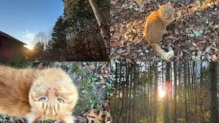 Поход после ветеринарного осмотра
