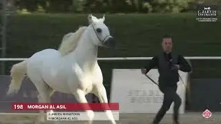 N.198 MORGAN AL ASIL - Egypt Arabian Horse Championship 2023 - Stallions 7+ Years Old (Class 10)