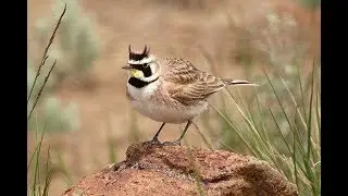 Horned Lark | Horned Lark Song | Horned Lark Call