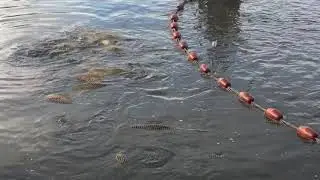 Seine netting estate lakes
