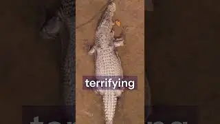 The Real King of the Swamp 😳 | Saltwater Crocodile Facts