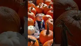 BABY BEAR FIRST PUMPKIN PATCH JOURNEY#babyboy #babyvideos