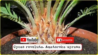 Odc-356-Cycas revoluta-sagowiec odwinięty.Uprawa, podlewanie, nawożenie, zimowanie, pielęgnacja