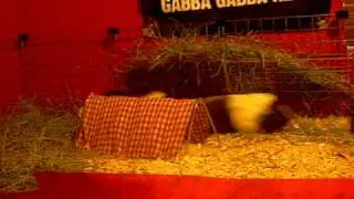 Guinea Pig In Heat