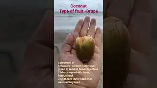 coconut fruit #drupe