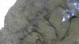 Mesotriton(Triturus) alpestris male in the natural environment