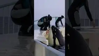 dolphin fish