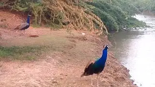 peacocks 4k |new talpur peacocks |vlog and birds sound video
