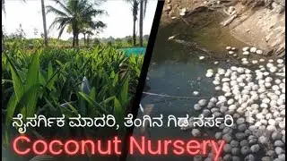 ಕೋಟೆಕೆರೆ ನೈಸರ್ಗಿಕ ಮಾದರಿ ಕೃಷಿ, ತೆಂಗಿನ ಗಿಡ ನರ್ಸರಿ | #coconutfarming #coconutnursery