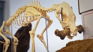 How the Natural History Museum Helps Save Species (4K Documentary)